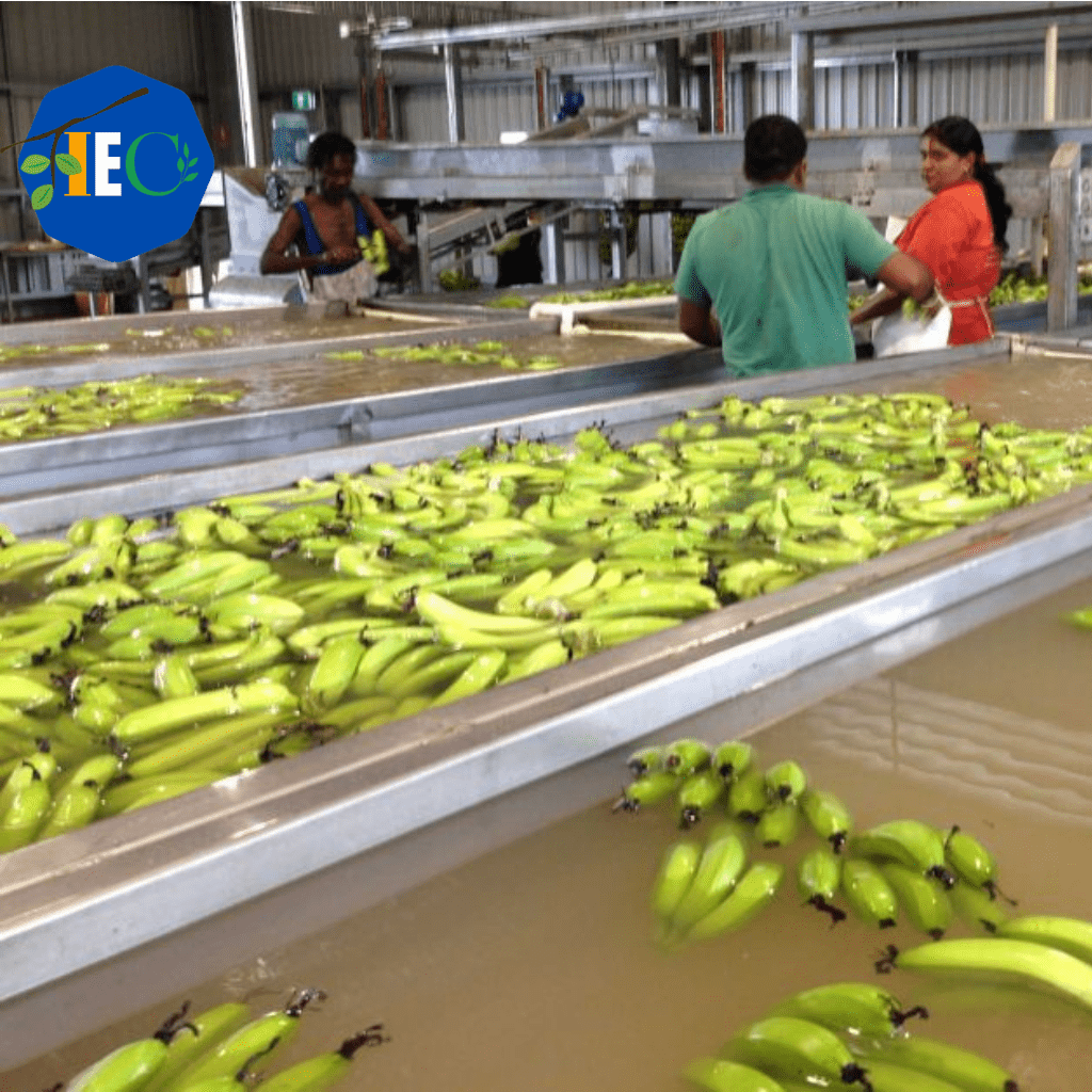 A skilled employee of an Indian exporter is carefully washing and preparing bananas for export, ensuring that they meet the company's strict quality standards. The employee is wearing protective gear and is shown performing various checks and clean-ups to ensure that the bananas are ready for shipment. This image showcases the expertise of the Indian exporter in exporting goods from India, highlighting the company's commitment to quality and customer satisfaction. The alt text incorporates the keyword "Indian exporter" to accurately describe the company's business.