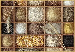 "An image showcasing the high-quality cereals exported by The Indian Export Company, including rice, maize, and millet. As a leading cereal exporter, The Indian Export Company specializes in sourcing and delivering top-quality grains to customers worldwide. The image captures the variety and quality of the cereals, with each type of grain arranged in neat rows. With a commitment to excellence and customer satisfaction, The Indian Export Company has established a reputation as a top rice exporter, maize exporter, millet exporter, and overall cereal exporter in the industry."
