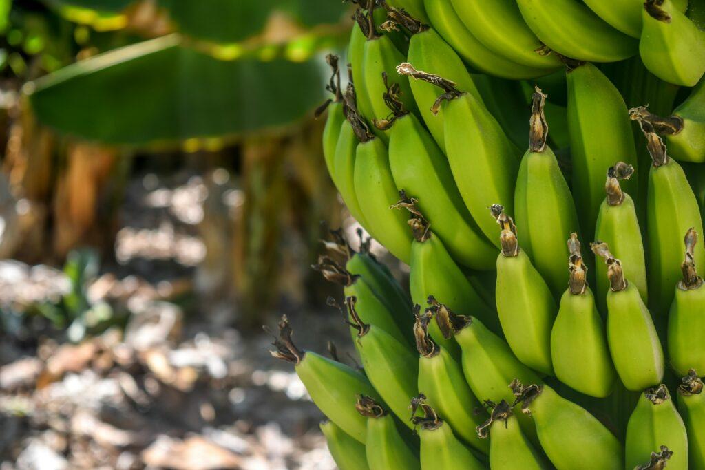 A vibrant image showcasing a variety of ripe bananas arranged in a decorative pattern, symbolizing the abundance and diversity of Indian bananas exported by The Indian Export Company.