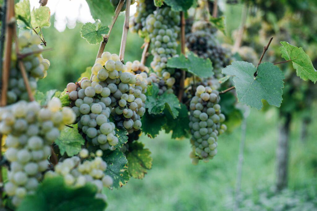 A vibrant grape farm scene with ripe grapes.